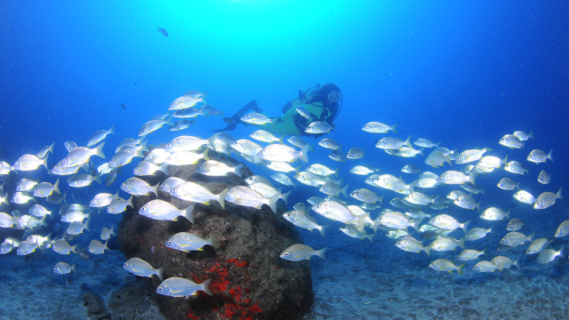 Sardine Marine Ponds